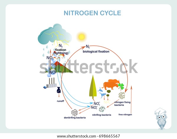 Scheme Nitrogen Cycle Flats Design Vector Stock Vector (Royalty Free ...