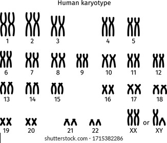 Scheme of normal karyotype of human somatic cell 46XX and 46XY