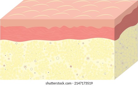 Histology svg