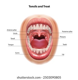 Esquema de la cavidad oral, garganta, amígdalas.  Ilustración vectorial.