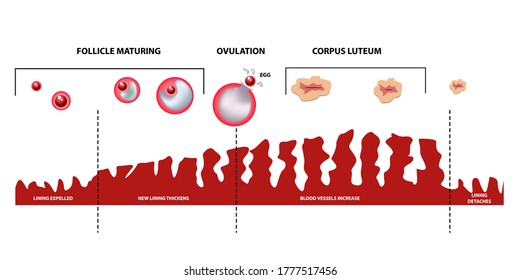 Scheme of ovulation. Female menstrual cycle, phases.
