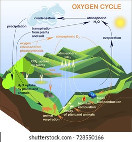 Esquema del ciclo del oxígeno, diseño plano ilustración vectorial