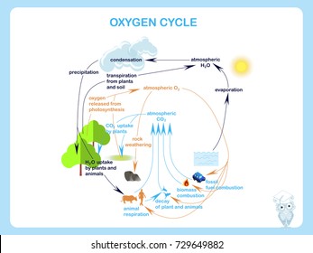 Scheme of the Oxygen cycle, flats design stock vector illustration