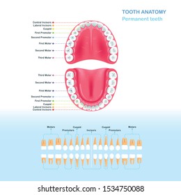 Scheme of Permanent Adult Teeth. Open mouth. Flat style vector illustration clipart.