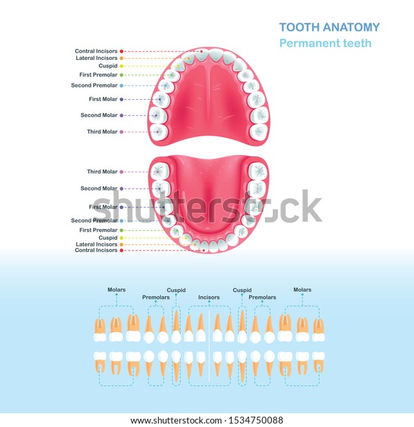 Scheme Permanent Adult Teeth Open Mouth Stock Vector (Royalty Free ...