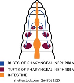 Esquema do sistema nefridial faríngeo da minhoca de Pheretima para a lição de biologia. Diagrama do sistema excretor da minhoca