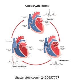 Scheme of the phases of the cardiac cycle with their phases on the cardiogram with main parts labeled. Circulation of blood through the heart. Vector illustration in flat style