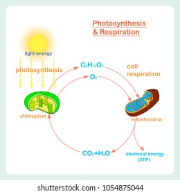 Atp Adp Cycle Scheme Atp Phosphorylation Stock Vector (Royalty Free ...