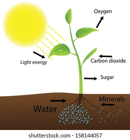 Scheme of photosynthesis (Vector illustration)