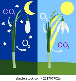 Scheme Of Plant Photosynthesis On Example Of Snowdrop (Galanthus Nivalis). Alternation Of Day And Night