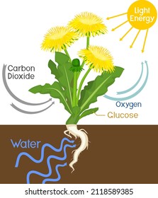 Scheme of plant photosynthesis on example of dandelion (Taraxacum officinale) plant isolated on white background