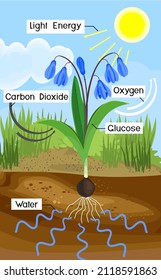 Scheme of plant photosynthesis on example of Siberian squill or Scilla siberica plant