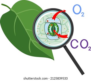 Scheme of plant respiration and stomatal complex of green leaf under magnifying glass isolated on white background