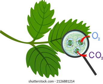 Scheme Of Plant Respiration And Stomatal Complex Of Green Leaf Under Magnifying Glass Isolated On White Background