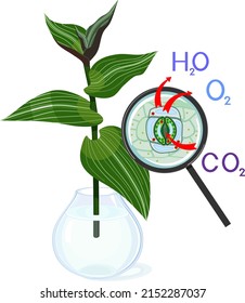 Scheme of plant transpiration and stomatal complex of green leaf of wandering Jew plant (Tradescantia fluminensis) under magnifying glass isolated on white background