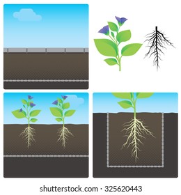 scheme of planting in the ground