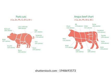 A scheme of pork and beef with an indication of the number of calories and nutritional value. Ready-made illustration in vector