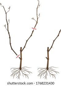 Scheme for pruning grape cuttings at the end of the first year of vegetation