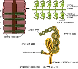 Esquema do sistema nefridial septal da minhoca de Pheretima para a lição de biologia. Diagrama do sistema excretor da minhoca