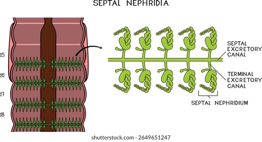Esquema do sistema nefridial septal da minhoca de Pheretima para a lição de biologia. Diagrama do sistema excretor da minhoca