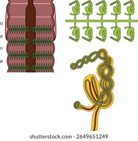 Esquema do sistema nefridial septal da minhoca de Pheretima para a lição de biologia. Diagrama do sistema excretor da minhoca