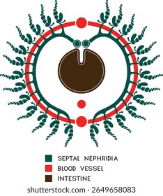 Esquema do sistema nefridial septal da minhoca de Pheretima para a lição de biologia. Diagrama do sistema excretor da minhoca	