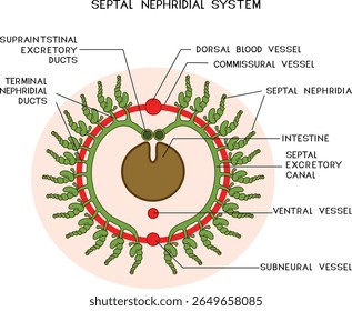 Esquema do sistema nefridial septal da minhoca de Pheretima para a lição de biologia. Diagrama do sistema excretor da minhoca	