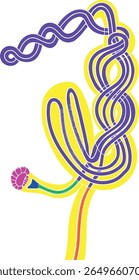 Scheme of septal nephridium of Pheretima earthworm for biology lesson