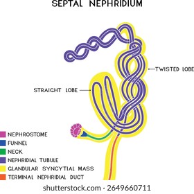 Scheme of septal nephridium of Pheretima earthworm for biology lesson