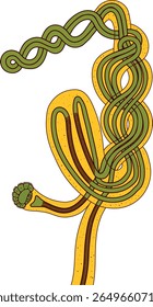Scheme of septal nephridium of Pheretima earthworm for biology lesson