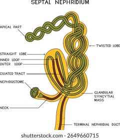 Scheme of septal nephridium of Pheretima earthworm for biology lesson