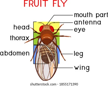 Scheme of structure of fruit fly (Drosophila melanogaster). Educational material