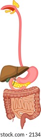 Scheme of structure of human digestive system. Educational material for anatomy lesson