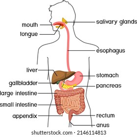 Scheme Structure Human Digestive System Educational Stock Vector ...