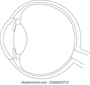 Scheme of structure of human eye medical vector illustration. Educational material. On a large background with a black line.