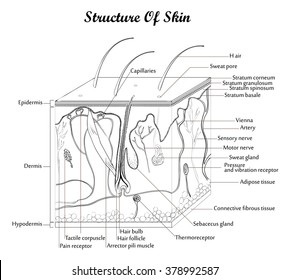 scheme of structure skin in vector