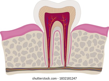 scheme of structure of the tooth