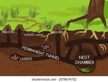 Scheme of structure of underground mole tunnels with earthworms and European mole (Talpa europaea). Below ground level landscape with mole holes, molehills and tree roots