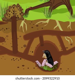 Scheme of structure of underground mole tunnels and European mole (Talpa europaea) with newborn pink babies. Below ground level landscape with mole holes, molehills and tree roots
