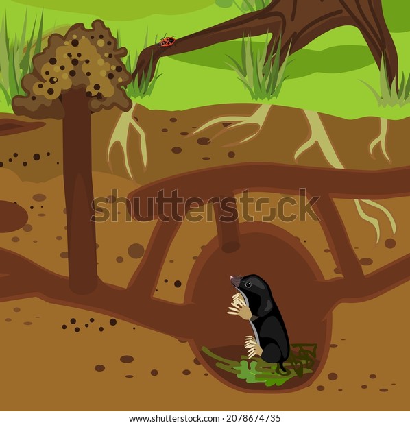 Scheme Structure Underground Mole Tunnels Earthworms Stock Vector ...