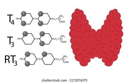 Scheme of Thyroid function. Structural chemical formulas of thyroid hormones vector illustration