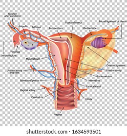 
Scheme Of The Uterus And Ovaries, Medical Poster, Vector Illustration. EPS 10