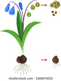 Scheme of vegetative and generative reproduction of Siberian squill or Scilla siberica plant isolated on white background