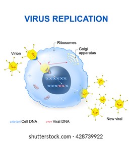 Scheme Of Virus Replication Cycle. Vector Illustration