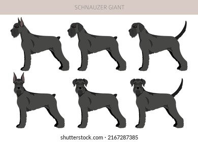 Schhnauzer Giant clipart. Different poses, coat colors set.  Vector illustration