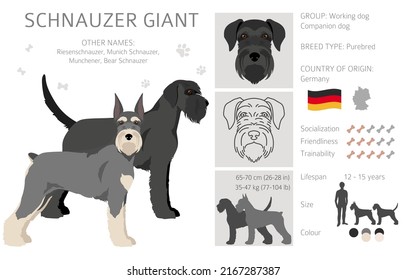 Schhnauzer Giant clipart. Different poses, coat colors set.  Vector illustration