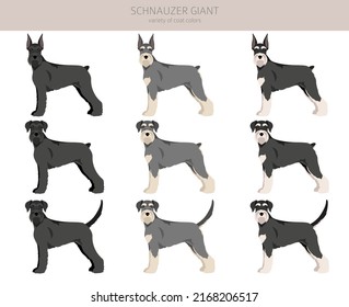 Schhnauzer Giant clipart. Different poses, coat colors set.  Vector illustration