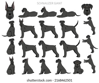 Schhnauzer Giant clipart. Different poses, coat colors set.  Vector illustration