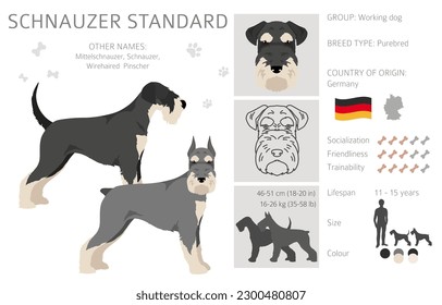 Schhnauzer Standard clipart. Different poses, coat colors set.  Vector illustration