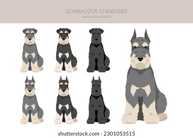 Schhnauzer Standard clipart. Different poses, coat colors set.  Vector illustration